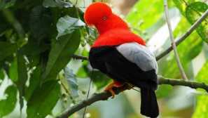 Andian rock cocksel neslužbeni simbol republike peru